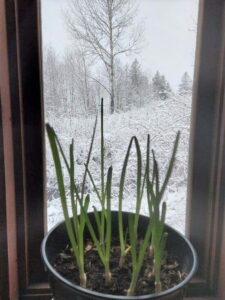 Indoor Gardening: Fruit Trees, Kitchen Herbs, Beans and Sprouts Image